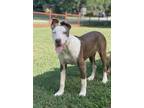 Adopt Empress a Boxer, American Staffordshire Terrier