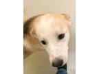 Adopt Allie Freedom 58019 a Shepherd, Husky