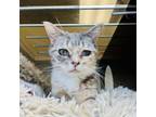 Adopt Francis a Domestic Short Hair