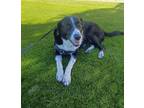 Adopt LUNA a English Pointer, Border Collie
