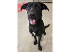 Adopt Elizabeth a Labrador Retriever