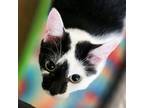 Adopt Uh-Huh a Domestic Short Hair