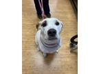 Adopt Macy a Coonhound, Pit Bull Terrier