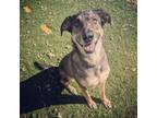 Adopt Paloma (nka Storm) a Australian Shepherd, Mixed Breed