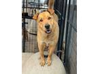Adopt Perrish a Labrador Retriever, Shar-Pei