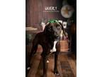 Adopt Waverly a Beauceron
