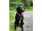 Adopt Kady (Daisy's Puppies) a Labrador Retriever, Catahoula Leopard Dog