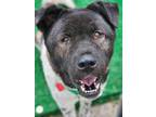 Adopt Keiko a Akita, Mixed Breed