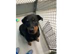 Adopt Jade a Rottweiler