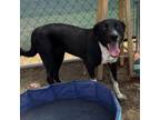 Adopt Tiara a McNab
