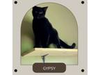 Adopt Gypsie a Domestic Short Hair