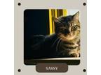 Adopt Sassy a Domestic Short Hair