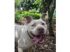 Adopt Diamond a Pit Bull Terrier, Husky