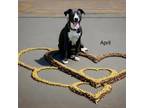 Adopt April a Border Terrier, Labrador Retriever