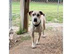 Adopt May a Pit Bull Terrier, Labrador Retriever