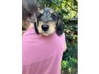 Adopt Minnie a Poodle, Labrador Retriever
