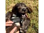 Adopt Maple a Poodle, Labrador Retriever