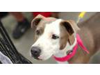 Adopt Everest a American Staffordshire Terrier