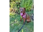 Adopt Paulette a Labrador Retriever