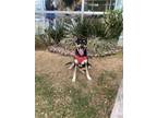 Adopt Kira a Australian Cattle Dog / Blue Heeler