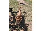 Adopt Lia a Terrier, Carolina Dog