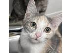 Adopt Luna a Domestic Short Hair
