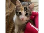 Adopt Alice a Domestic Short Hair