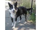 Adopt BODEY a Border Collie