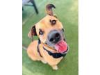 Adopt Angus a Black Mouth Cur, Hound