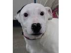 Adopt Chico a Bull Terrier