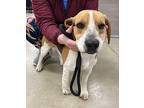 Glen- FOSTER NEEDED Beagle Adult Male