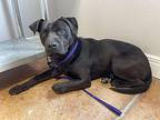 Woodie American Staffordshire Terrier Adult Male
