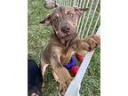 Neptune Shepherd (Unknown Type) Puppy Male