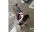 Pumpkin Beagle Adult Female