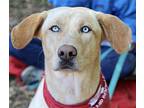 Oliver Labrador Retriever Adult Male