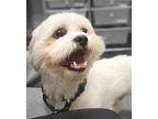 Finn Shih Tzu Adult Male