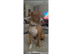 Adopt Brody (In foster) a Nova Scotia Duck Tolling Retriever, Pointer