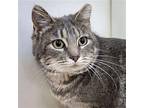 Ms Kitty Domestic Mediumhair Adult Female