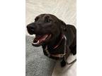 Penny German Shepherd Dog Young Female
