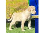 Buzz Labrador Retriever Puppy Male