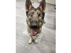 Kaylee German Shepherd Dog Adult Female