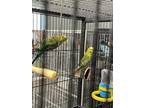 Adopt Chuck a Parakeet (Other)