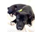 Adopt Pickles a Standard Poodle, Mixed Breed