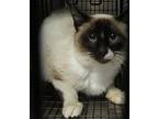 Siamese Female