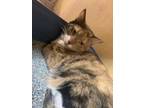 TC - I AM AT Petsmart Framingham Domestic Shorthair Young Female