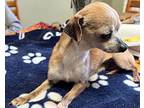 Banjo Chihuahua Adult Male