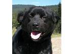 ETHEL-FOSTER HOME NEEDED Australian Cattle Dog Young Female