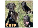 Chip Labrador Retriever Adult Male