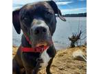 Adopt Buddy a American Staffordshire Terrier