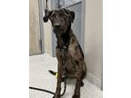 Lexi Catahoula Leopard Dog Adult Female